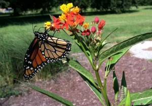 Monarch_on_Milkweed